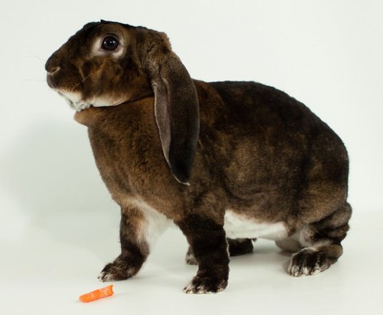 ベルベッチン・ロップ